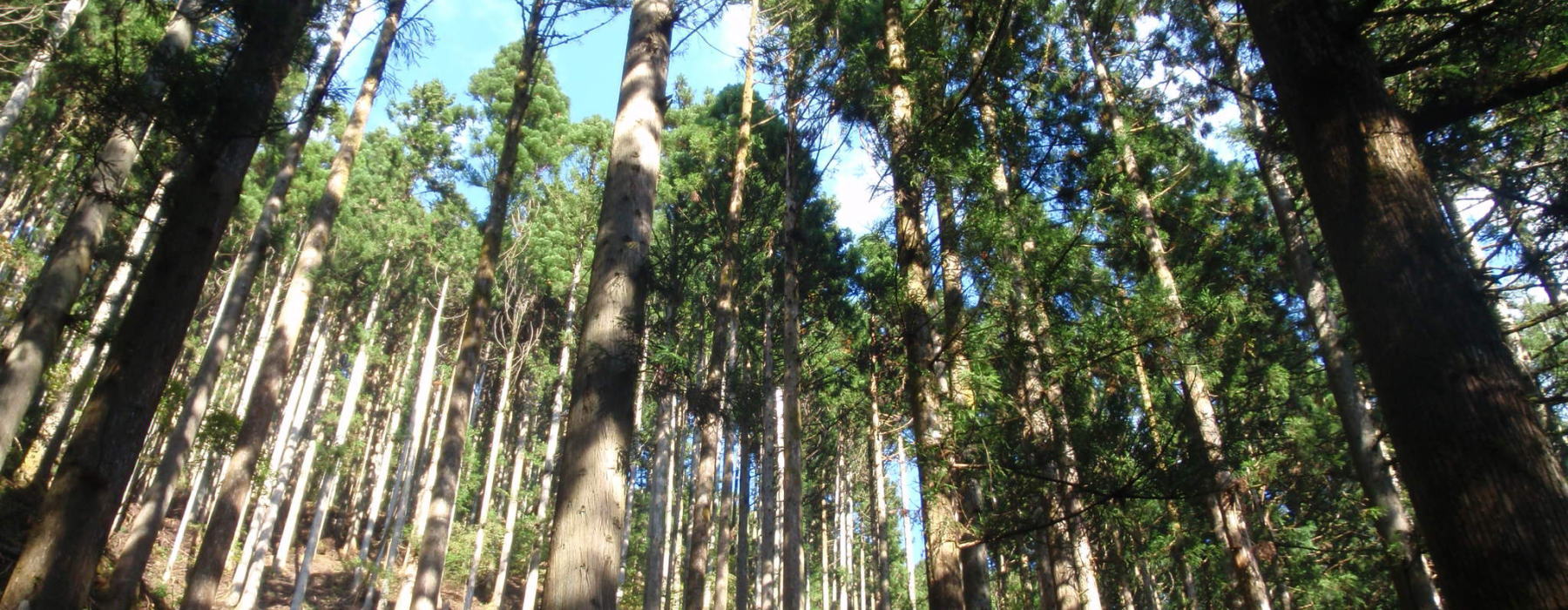 鹿沼ブランド優良スギ・ヒノキ