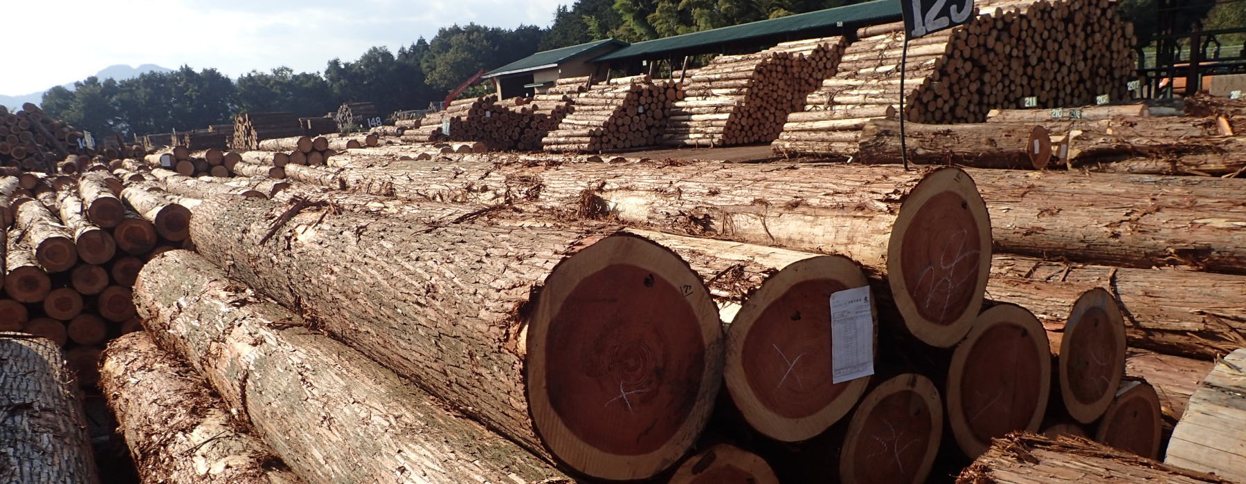 鹿沼ブランド優良スギ・ヒノキ